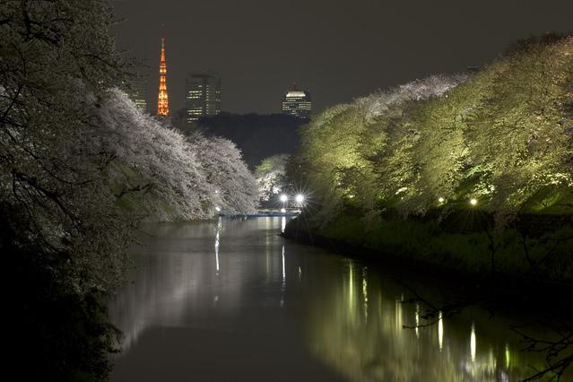 Cherry blossoms are illuminated at Chidorigafuchi.