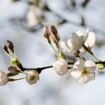 Cherry Blossoms