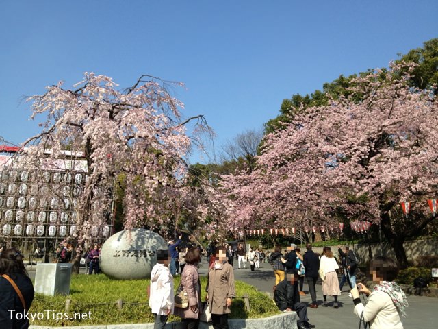 Japanese lanterns are set for cherry blossoms festival.