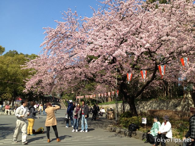 Okanzakura at Ueno Park