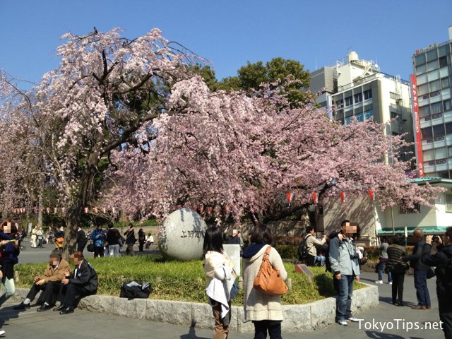 People take pictures for souvenirs with Okanzakura in full bloom.