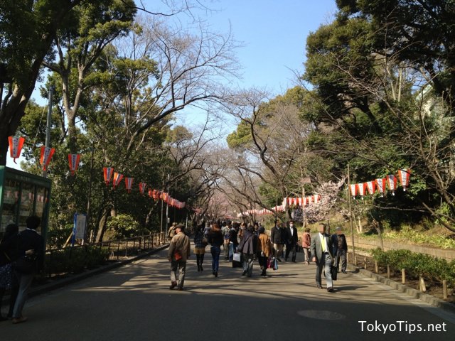 Someiyoshino trees planted along street in the park are not bloom yet.