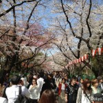 Cerry blossoms bloom at Ueno Park on March 22 2013.