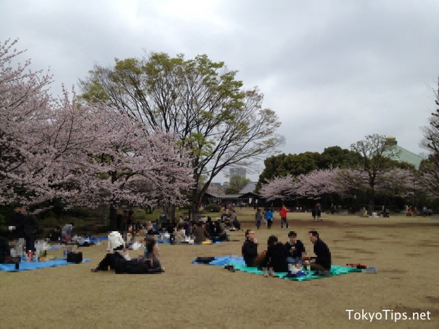 People enjoyed parties at Kitanomaru Park. They held their places under cherry trees, then ate and drank there.