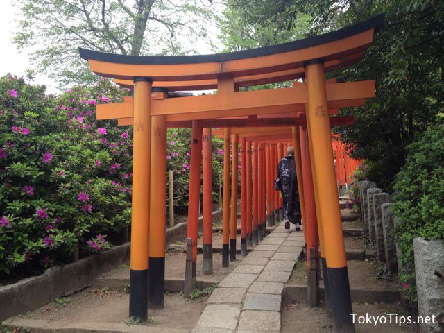 Small torii gateways stand at short intervals. Every torii is donated to this Nezu Shrine by somebody.