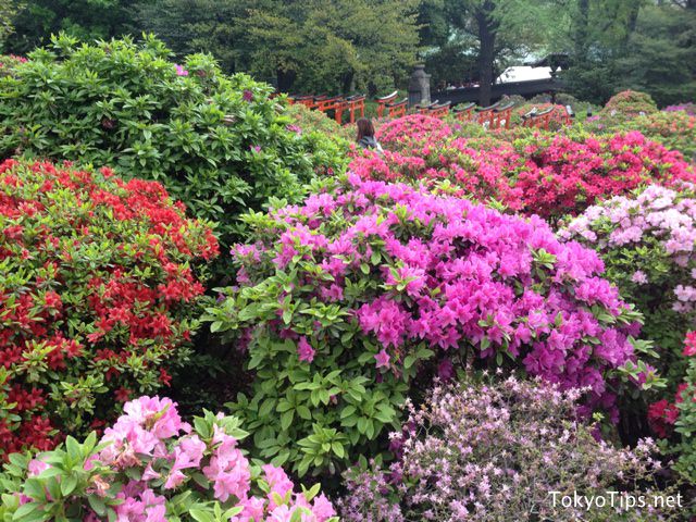 Various breed azaleas are blooming. They are very beautiful.