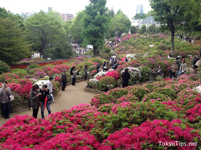 It was a small rainy day. But many people enjoyed azaleas.