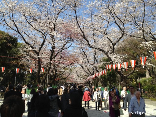 Cherry blossoms are very beautiful in sunlight.