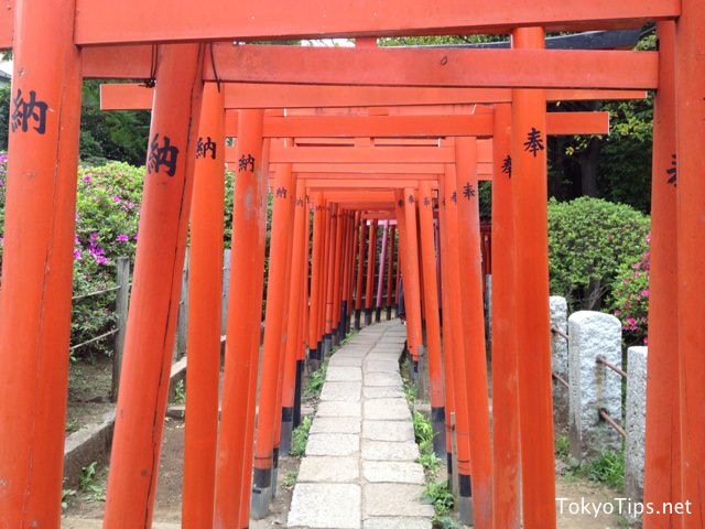 These torii gateways are short and narrow. So tall adult has to pass through them with low head.