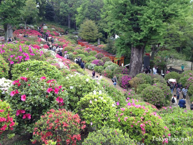 Many azaleas are bloom. Torii gateways are in back.