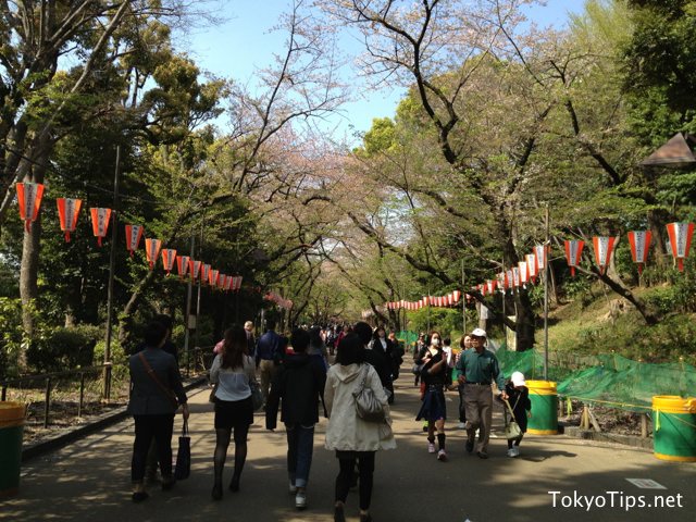 Visitors decreased compared to peak because flowers fell down.