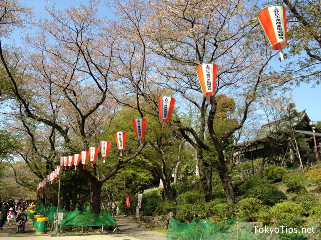 Japanese lanterns of cherry blossoms festival at Ueno Park. They light up at night.