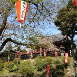 Kiyomizu-kannondo temple and cherry trees in Ueno Park.