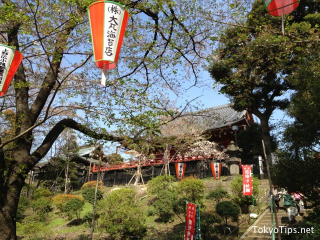 Kiyomizu-kannondo temple and cherry trees in Ueno Park.