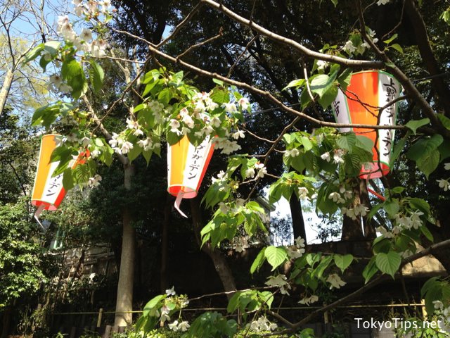 Green leaves are heavier than flowers already.