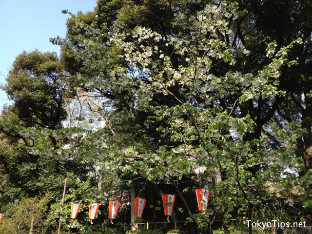 Green leaves came out on branches.