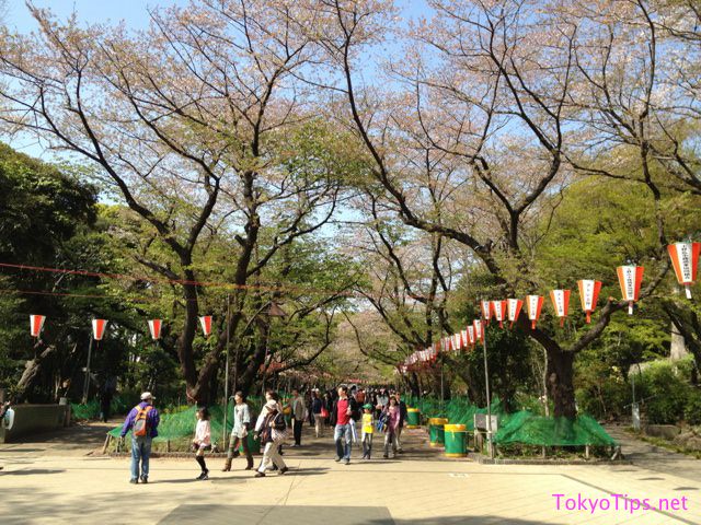 Tall cherry trees are along the street in Ueno Park. They will produce many flowers in next year.